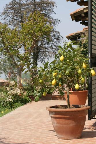 Κήπος έξω από το Agriturismo Borgo La Casetta