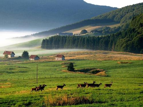a group of horses running in a field at Ka' Tari in Ponte nellʼAlpi