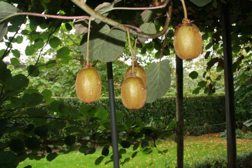 three clusters of pears hanging from a tree at B&B De Sprokkeltuin in Beuningen