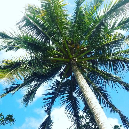a palm tree with a blue sky in the background at Salt Lake Lodge in Savusavu
