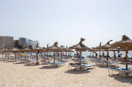マガルフにあるMagalluf Playa Apartments - Adults Onlyのビーチに置かれた椅子とパラソルの群れ