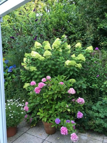 a group of flowers in pots in a garden at Bed & Breakfast Bigalke in Hamburg