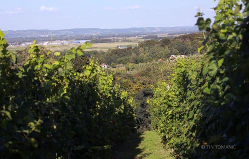 uitzicht op een wijngaard door de bomen bij Kuca za odmor Mare in Sveti Martin na Muri