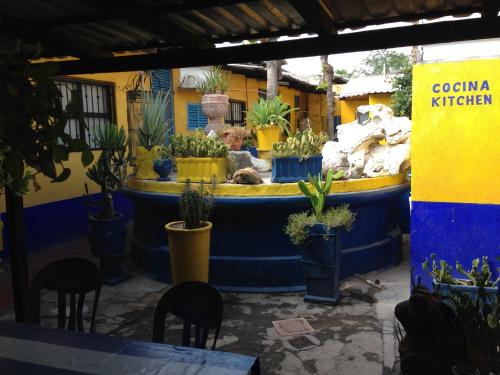 a group of potted plants on display in a building at Pension California in La Paz