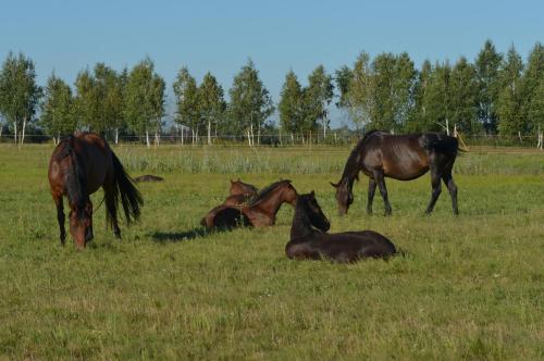 a group of horses grazing in a field at Brech Resort&Spa in Gurinovka Staraya