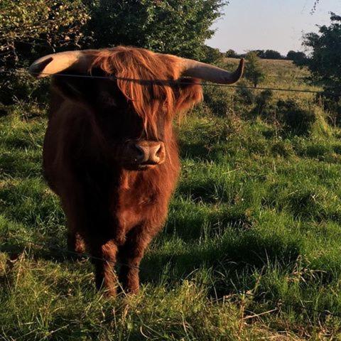 a brown cow standing in a field of grass at Private Apartment Skudehaven in Rudkøbing