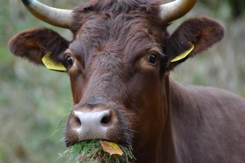 a close up of a cow with grass in its mouth at Ferienwohnung Pusteblume in Wildemann