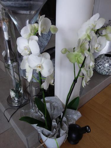 a vase with white flowers in it at L'Orchidée in Lassay