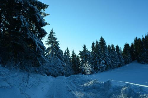a road covered in snow with trees in the background at Ferienwohnung Pusteblume in Wildemann