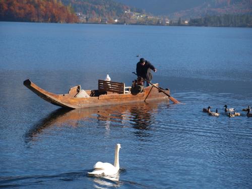 a man on a boat in the water with swans at Haus Höll Herta in Hallstatt