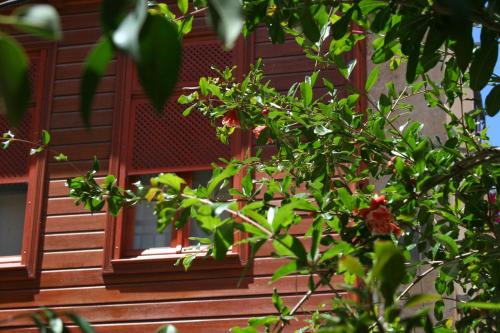 a tree with red windows in front of a house at Ionas Boutique Hotel in Chania Town