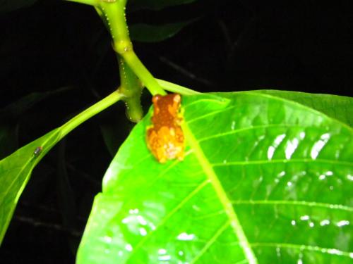 a small butterfly sitting on a green leaf at Posada Río Celeste La Amistad in Rio Celeste