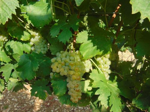 a bunch of white grapes hanging from a tree at Agriturismo Circugnano in Grassina
