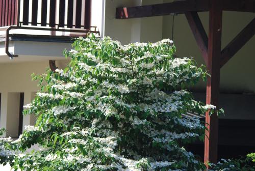 a tree with white flowers in front of a building at Ivanek guest house in Zvíkovské Podhradí