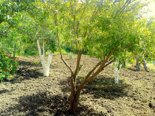 a group of trees in a field with flowers at Hariklia Rent Rooms in Zarós