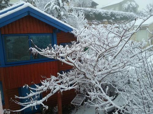 a tree covered in snow in front of a house at In our backyard - Metula in Metulla