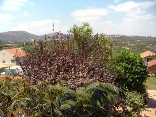 a tree with purple flowers on top of it at In our backyard - Metula in Metulla