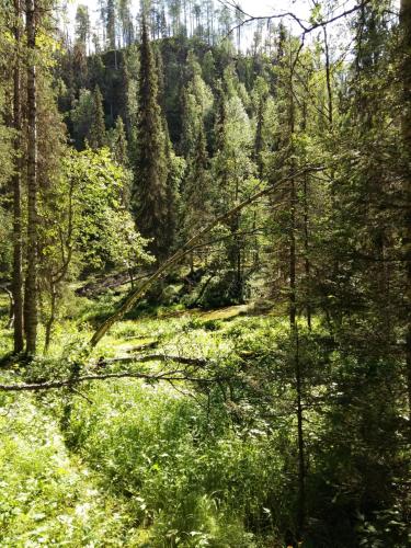 una foresta piena di alberi e fogliame verde di Salmikankaankelo C4 a Ruka