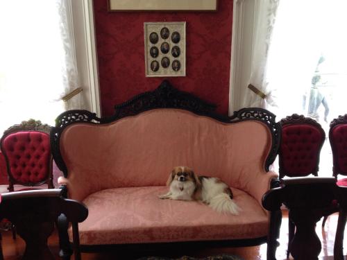 a dog laying on a pink couch in a room at Stone House Musical B&B in Natchez