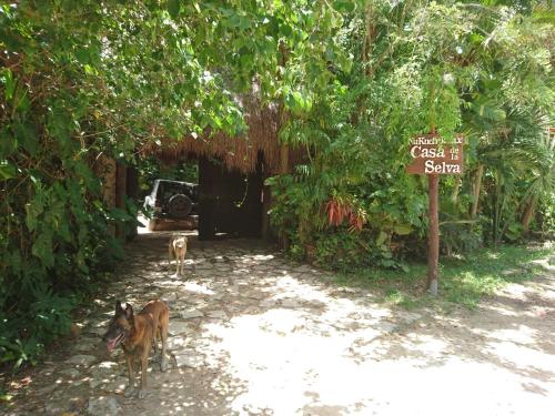 a dog standing next to a sign that says cafe sauna at Jungle Lodge CANCUN AEROPUERTO in Cancún