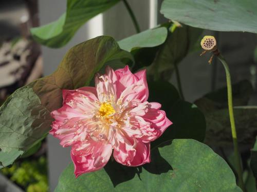 a pink flower sitting on top of green leaves at Babylon Garden Da Nang in Da Nang