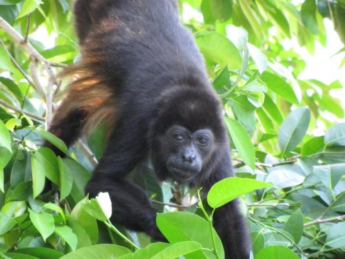 a baby gorilla standing in a tree at Hotel Belvedere Playa Samara Costa Rica in Sámara