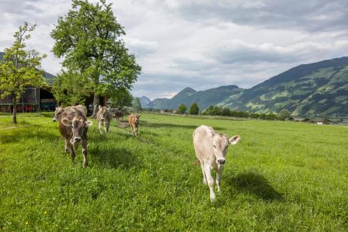 a group of cows walking in a field of grass at Riemenerhof in Fügen