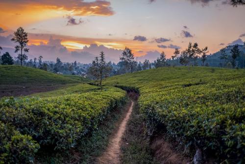 a dirt road through a field at sunset at Langdale Boutique Hotel by Amaya in Nuwara Eliya