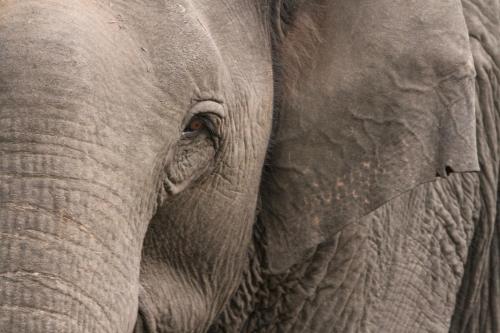 a close up of the face of an elephant at Pepper Trail in Sultan Bathery
