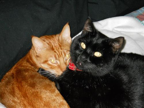 two cats laying next to each other on a bed at Casa Quaratica in Riccò del Golfo di Spezia