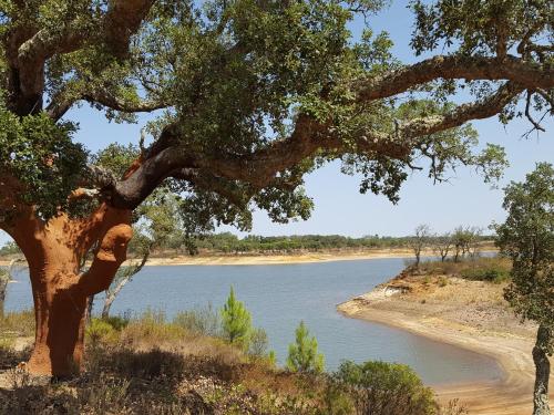 a tree with a view of a river at Monte do Pinheirinho in São Domingos