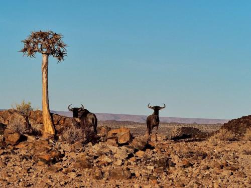 two animals standing next to a tree in the desert at Tutwa Desert Lodge in Augrabies