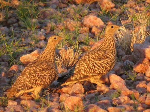three birds are standing on some rocks at Tutwa Desert Lodge in Augrabies
