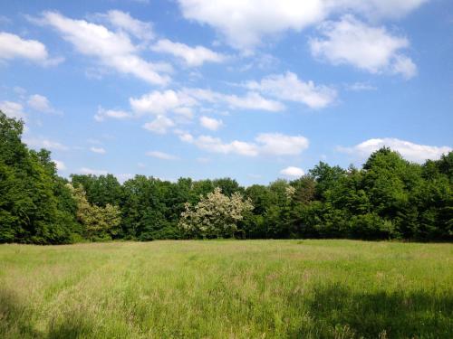 a field of grass with trees in the background at Kerca Bio Farm in Kercaszomor