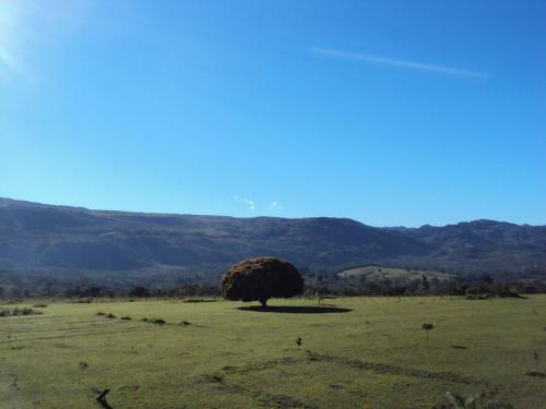 a tree in a field with mountains in the background at Pousada Encantos do Cerrado in Delfinópolis
