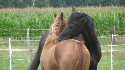 two horses are standing next to a fence at B&B De Vossenbarm in Jabbeke