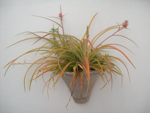 a plant in a pot hanging on a wall at Hotel Pousada Estacao Do Sol Natal in Natal