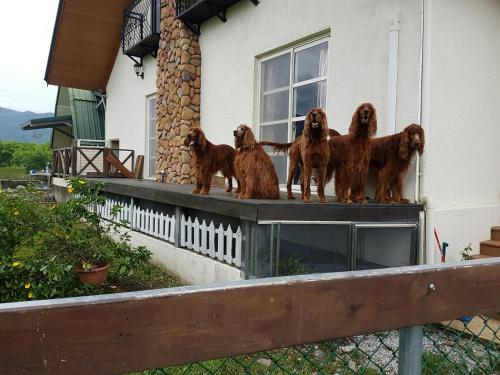 a group of brown dogs standing on a balcony at Hou Niao Fei Xing B&B in Taiping