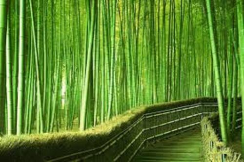 a room with a wall of bamboo trees at Premiere Classe Ales - Anduze in Alès