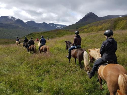 a group of people riding horses in a field at Skorrahestar in Neskaupstaður