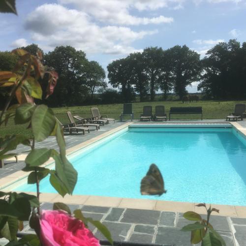 un papillon assis au bord d'une piscine dans l'établissement Château Ville Voisin, à Augan
