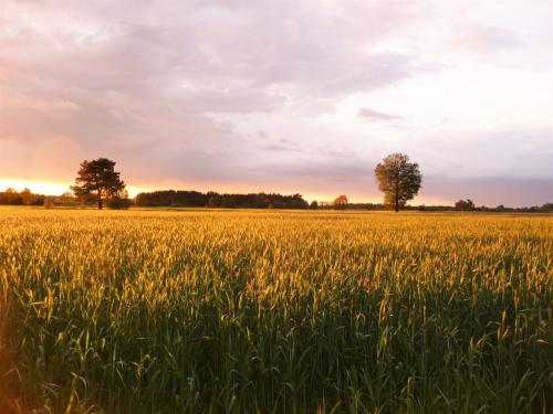 a field of grass with a sunset in the background at Gosciniec Pod Debem in Trzciel