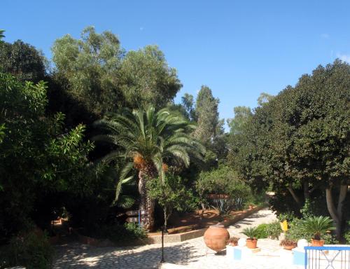 a garden with a palm tree and a road at Marina Hotel in Ayia Napa