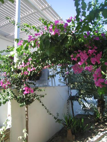 a bunch of pink flowers hanging from a pergola at Surfing Beach Village Paros in Santa Maria