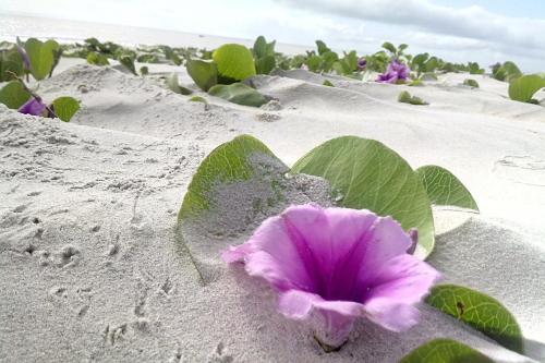 a flower in the sand on the beach at Pousada Taruma in Mucuri