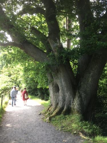 a group of people walking down a path next to a tree at Crotlieve Barn in Rostrevor