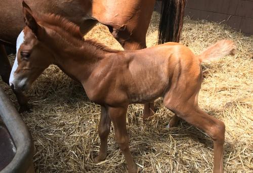 a baby horse standing in hay with its mother at Country Inn Suitenhotel in Werder