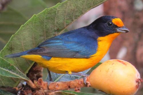 a blue and yellow bird sitting on a tree branch at Plaza Caldas da Imperatriz Resort & Spa in Santo Amaro da Imperatriz