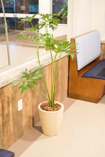 a potted plant sitting on a floor in an office at Paracambi Top Hotel in Paracambi