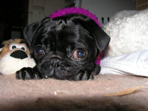 a black pug dog laying next to a stuffed animal at Bauer Schmidt Weilerbach Bauer`s Budget-Hotel in Weilerbach